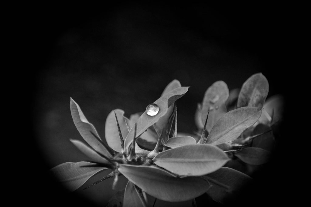 Emergency Plumber Joyner